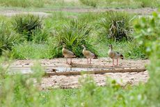 Nilgans (2 von 4).jpg